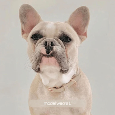 St Argo Collar For Dogs Taupe