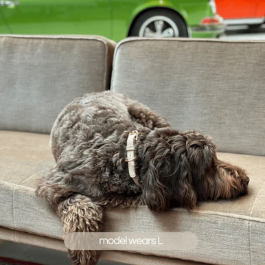 St Argo Collar For Dogs Taupe