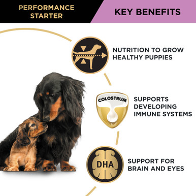 Pro Plan Performance Starter Puppies Pregnancy Nursing Chicken Dry Dog Food (12kg bag)