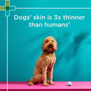 PAW Coat Skin & Nails Multivitamin Chews (300g approx. 60 chews )