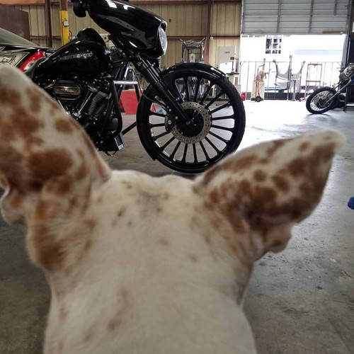 Straight Line Harley Pan America Black Wheels