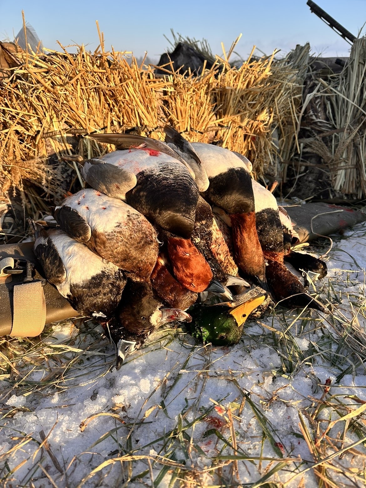 Danny Vaughn Migra Moment Photo