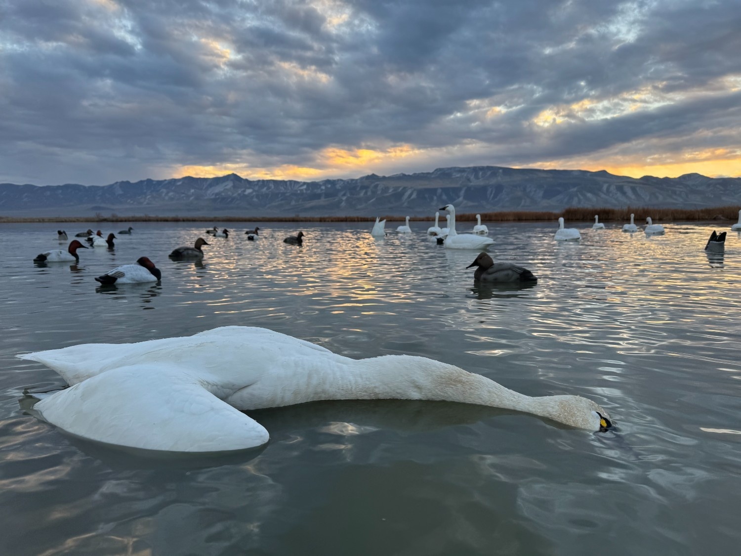 Kevin Peterson Migra Moment Photo