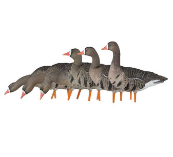 Avian X AXF Flocked Fusion Pack Specklebelly Geese 6-Pack