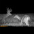 Muddy Mitigator 2.0 Cellular Trail Camera