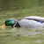 Avian-X Tip Up Mallard Feeder Decoy
