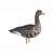 Avian X AXF Flocked Fusion Pack Specklebelly Geese 6-Pack