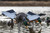 Avian X Powerflight Mallard - Spinning Wing Duck