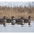 Avian X Topflight Specklebelly Goose Floating Decoys 4-Pack