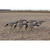 Avian X AXP Full-Body Painted Lesser Canada Feeder Decoys w/ 6-Slot Decoy Bag