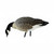 Avian X AXP Full-Body Painted Lesser Canada Feeder Decoys w/ 6-Slot Decoy Bag