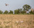 Lucky Duck Lucky Field Flashers w/ Remote 3 Pack