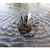 Mojo Butt-Up Rippler Duck Decoy