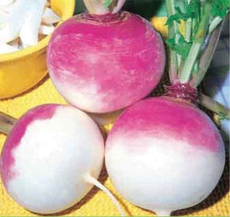 BWI PURPLE TOP TURNIP 5LB