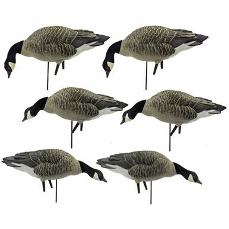 Avian X Painted Lessers Feeder 6 Pack