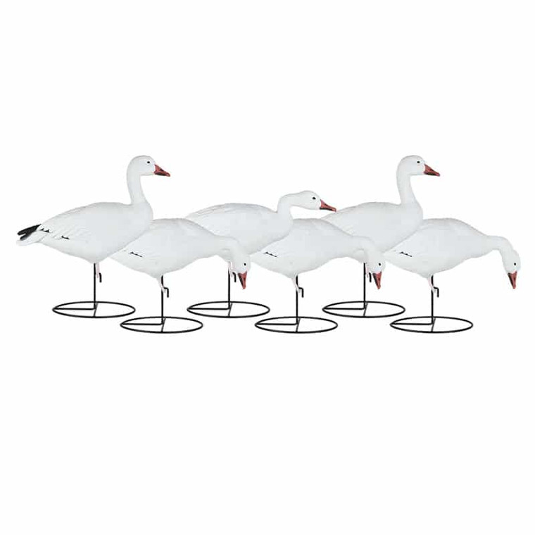 Dakota Decoys Migration Series Full Body Snow Goose 6 Pack