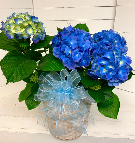 Large 12 Inch Blue Hydrangea In A Basket With Bow