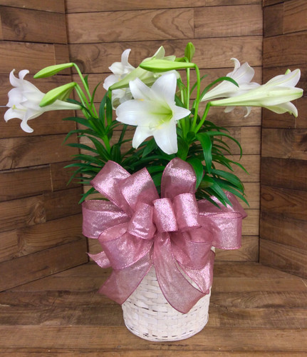 Triple Easter Lily In 12 inch Whitewashed Basket
