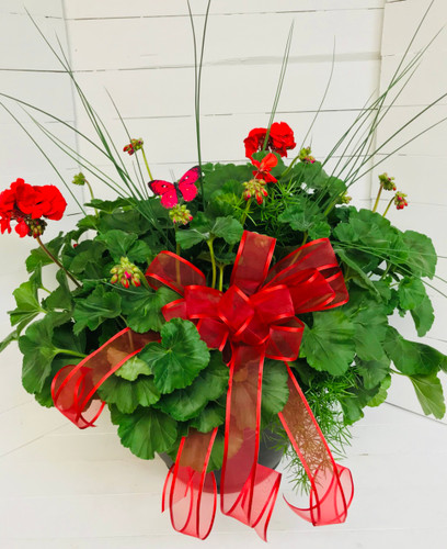 14" Decorative Patio Pot with Geraniums, Accent Plant & Bow