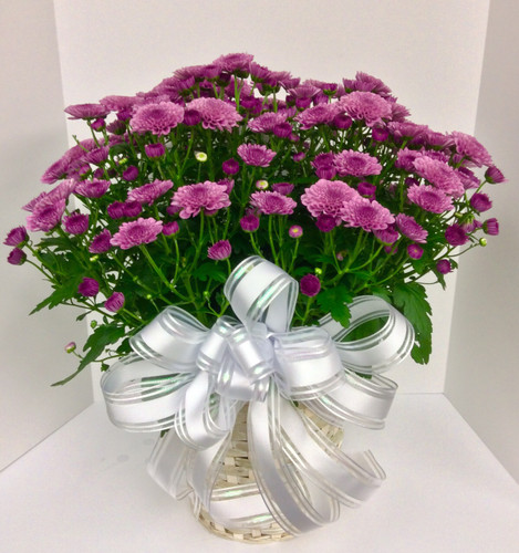 10 inch Hearty Mum in Basket with Bow