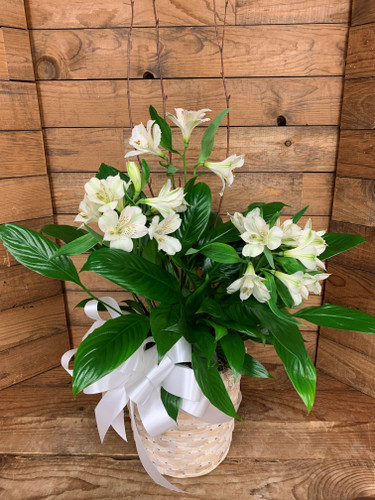 Simply Elegant Spathiphyllum (Peace Lily) - Medium