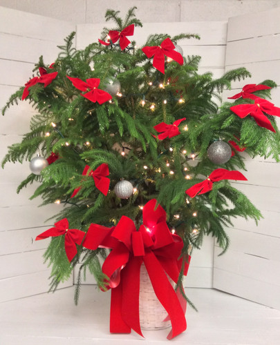 Decked out Norfolk Island Pine with Bows, Balls, and Lights