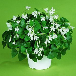 Shamrock Plant - Oxalis