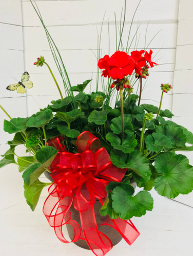 12" Decorative Patio Pot with Geraniums, Accent Plant & Bow