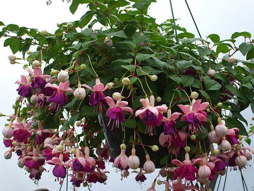 12" Hanging Basket with Fuchsia Plant & Bow