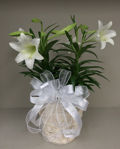 Easter Elegance Double Basket of Easter Lily