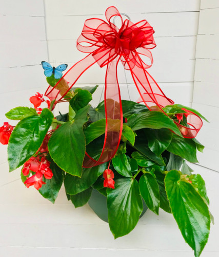 12" Hanging Basket with Dragon Wing Begonia & Bow