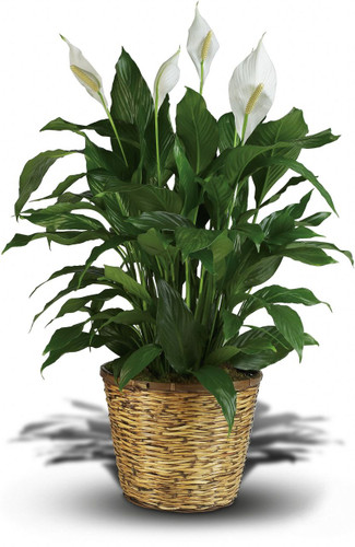 Simply Elegant Spathiphyllum (Peace Lily) - XLarge