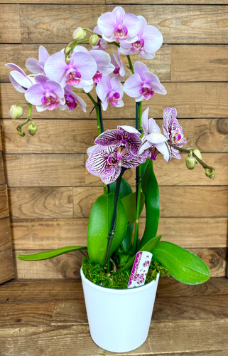 Double Pot of Phalaenopsis Orchids