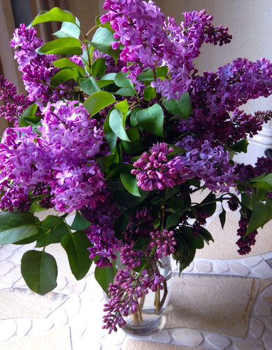 Fragrant Lilacs Fresh Vase
