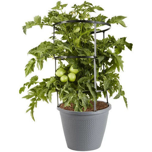 10" Decorative Patio Tomato with Bow