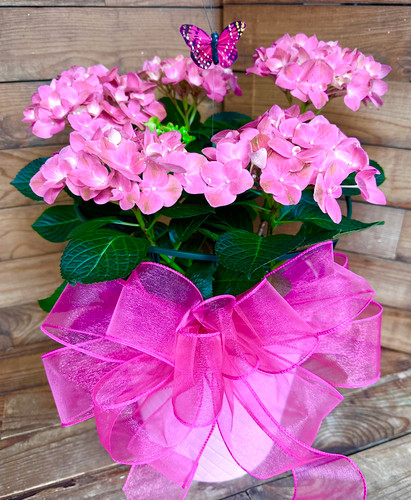 Pink Hydrangea Plant with Bow and Butterfly