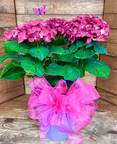 Red Hydrangea Plant with Bow and Butterfly