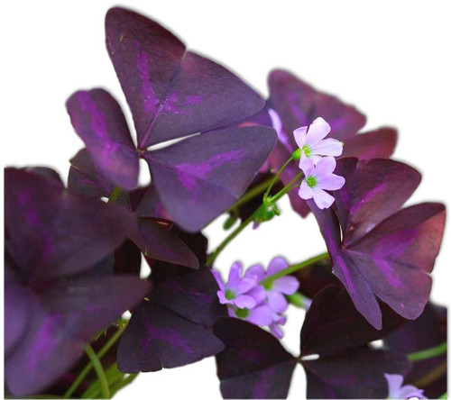 Purple Shamrock Plant - Oxalis - Large