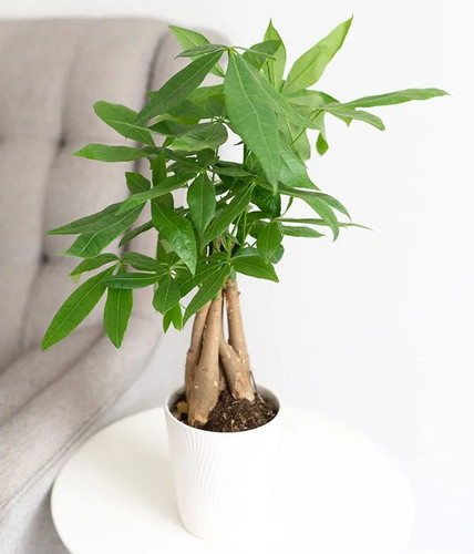 Money Tree