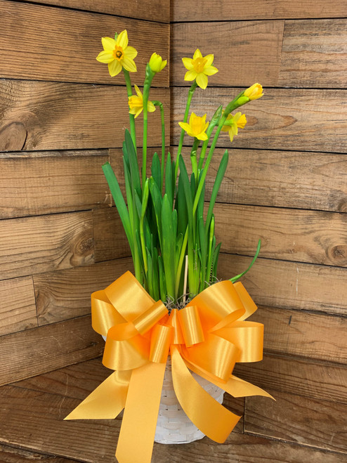 Narcissus Plant - Daffodils
