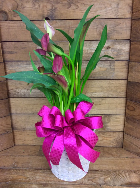 Potted Calla Lily