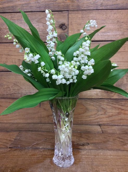 3 Dozen Fresh Cut Lily of the Valley in a Small Lenox Crystal Vase