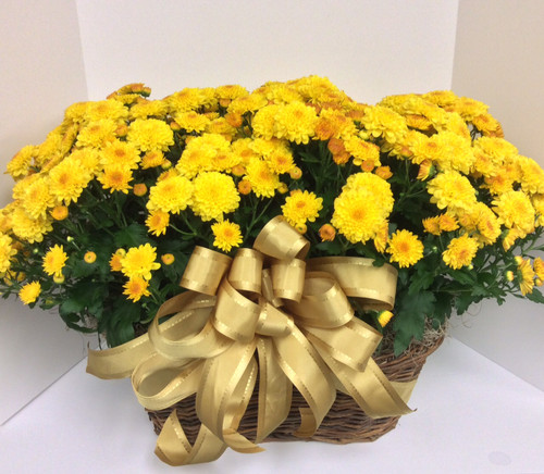 Double Basket 8 inch Mums in Basket with Bow