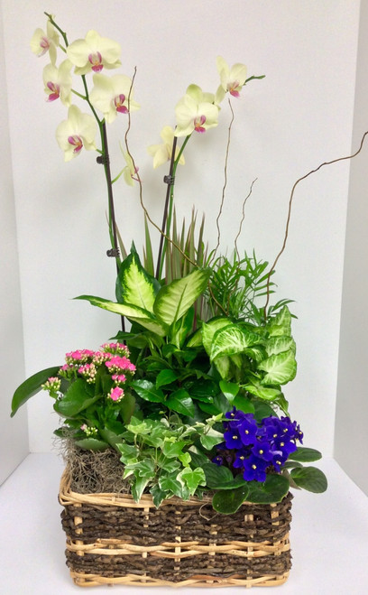 Large Mixed blooming garden basket with orchid plant