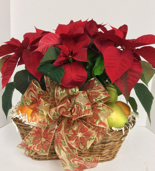 Fresh Fruit & Poinsettia Basket