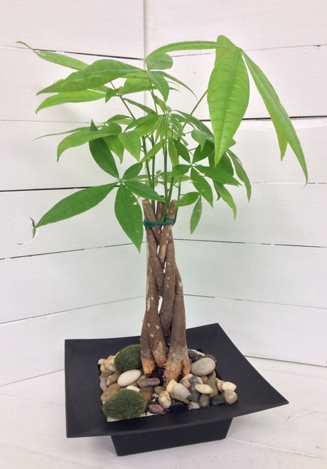 Money Tree in Contemporary Container with River Rock