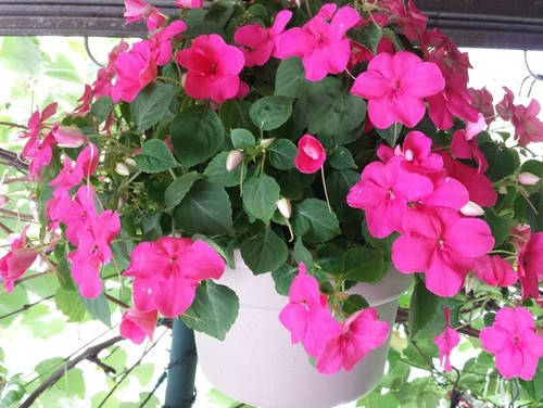 12" Hanging Basket with Impatiens & Bow