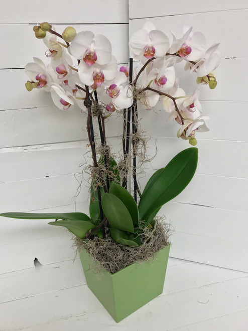 Phaeleonopsis Orchid Elegance