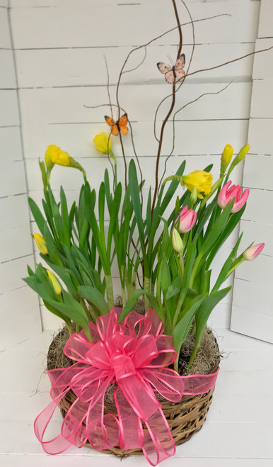 Large Basket of Butterflies and Spring Blooming Bulbs