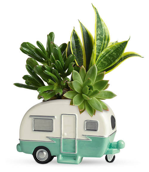 Teleflora's Cool Camper Succulent Garden